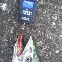 阿南市でサワラ