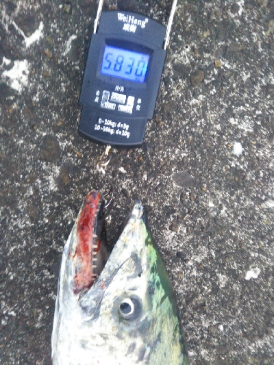 阿南市でサワラ