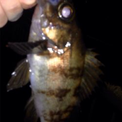 鯵の気配はするものの