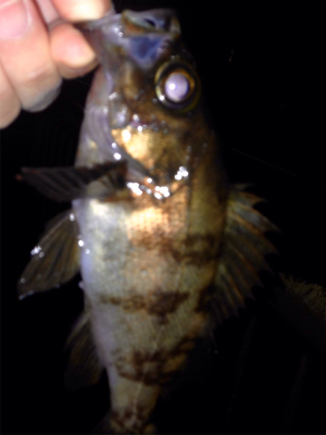 鯵の気配はするものの