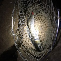 淀川ブリームゲーム ボラボラボラ