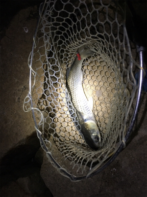 淀川ブリームゲーム ボラボラボラ