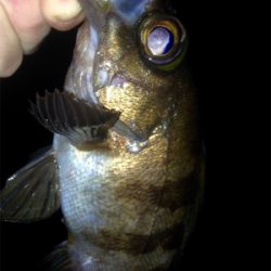 アジング成立！