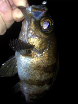 アジング成立！