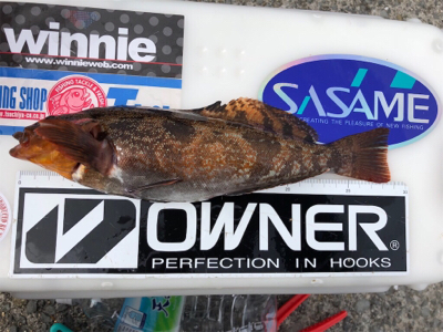 久々にちゃんと投げ釣り