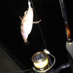 久々のメバルリング釣果