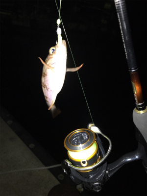 久々のメバルリング釣果