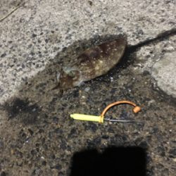 コウイカ 釣行