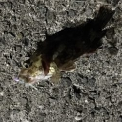 メバリングのはずが、、、