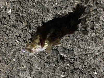 メバリングのはずが、、、