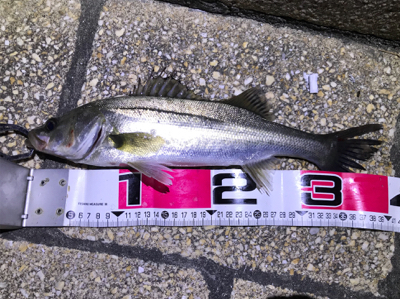 バチパターン三度