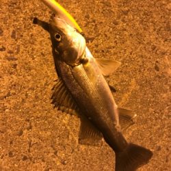 ナイトシーバス♪