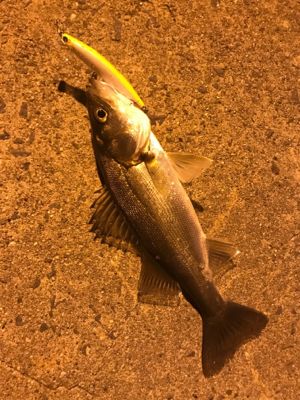 ナイトシーバス♪