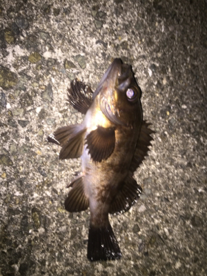 バチパターンメバリング！