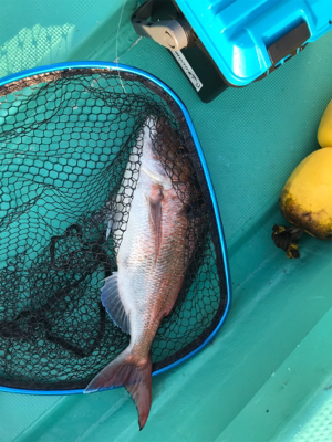 スロージギング