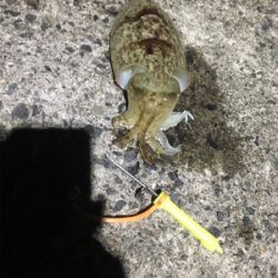 コウイカ釣行