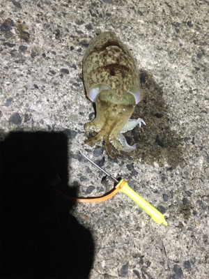 コウイカ釣行
