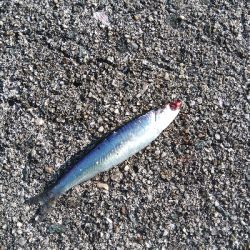 神戸湾奥デイゲームシーバス