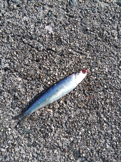 神戸湾奥デイゲームシーバス