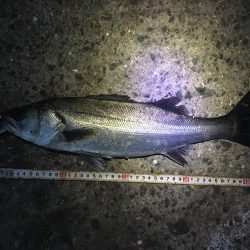 デイキビレとナイトシーバス