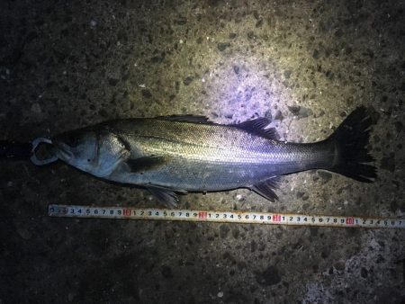 デイキビレとナイトシーバス