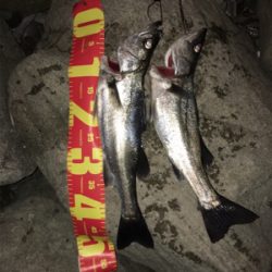 まさかの釣果（笑）