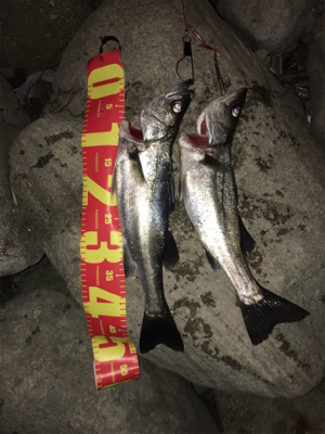 まさかの釣果（笑）