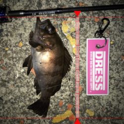 激シブの翌日はまぁまぁ