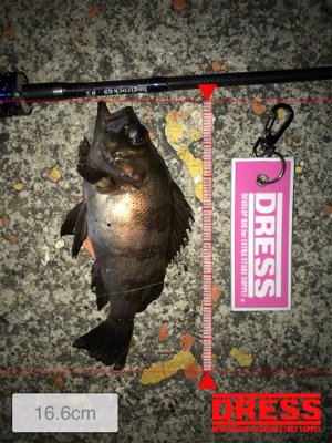 激シブの翌日はまぁまぁ