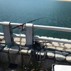 アオリイカ出撃