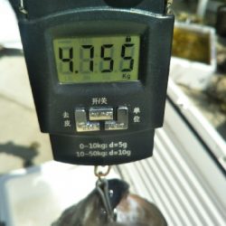 地磯で、どデカいヒラスズキ