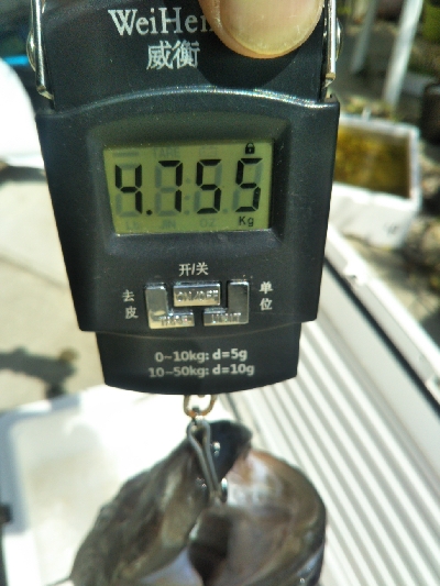 地磯で、どデカいヒラスズキ