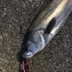 シーズン開幕か