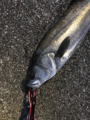 シーズン開幕か