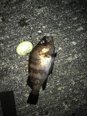 ちょこっとメバリングへ