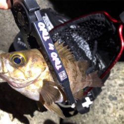 久々の泉南釣行