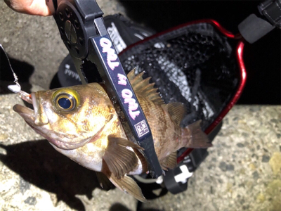 久々の泉南釣行