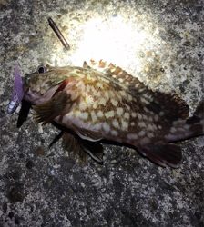 メバルが釣れません