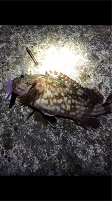 メバルが釣れません