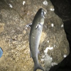 今期 初シーバス