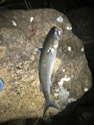 今期 初シーバス