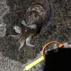 コウイカ釣行