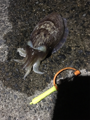 コウイカ釣行