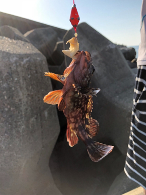 フラッと穴釣り、カサゴ狙い