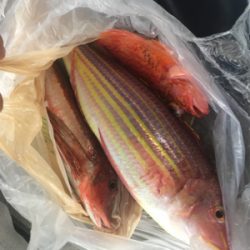 レンタルボート タイラバ