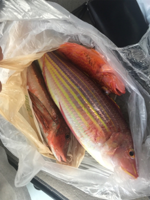 レンタルボート タイラバ