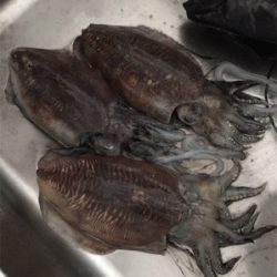 たーのしー(●￣ω￣●)ﾉ