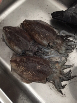 たーのしー(●￣ω￣●)ﾉ