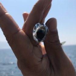 小鯖入れ食い大漁