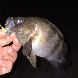 明石メバリング